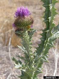 Image result for Onopordum acanthium