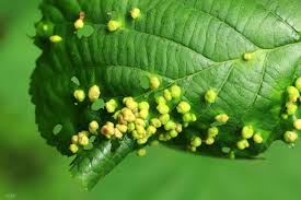 Attēlu rezultāti vaicājumam “Eriophyes laevis”