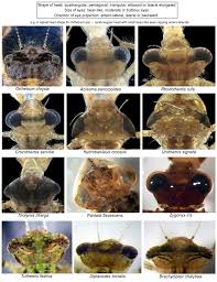 Attēlu rezultāti vaicājumam “Pogonatum dentatum macro”