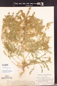 Attēlu rezultāti vaicājumam “Lepidium densiflorum”