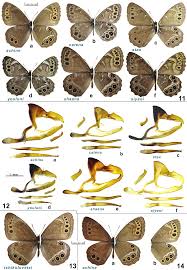 Attēlu rezultāti vaicājumam “Lopinga achine upperside”