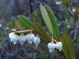 Attēlu rezultāti vaicājumam “Chamaedaphne calyculata”