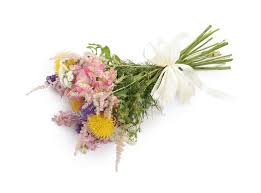 Attēlu rezultāti vaicājumam “Delphinium elatum  bud”