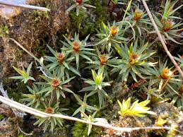 Attēlu rezultāti vaicājumam “Pogonatum urnigerum”