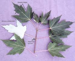 Attēlu rezultāti vaicājumam “Acer saccharinum leaf”