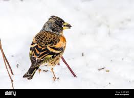 Attēlu rezultāti vaicājumam “Fringilla montifringilla male”