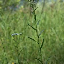 Attēlu rezultāti vaicājumam “Achillea ptarmica leaf”