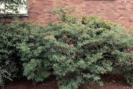 Attēlu rezultāti vaicājumam “Enkianthus campanulatus”