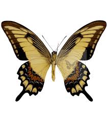 Attēlu rezultāti vaicājumam “Papilionidae”