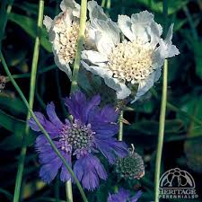 Image result for scabiosa caucasica
