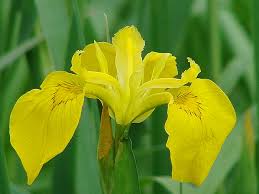 Attēlu rezultāti vaicājumam “Iris pseudacorus fruit”