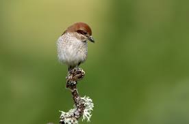 Attēlu rezultāti vaicājumam “Lanius collurio female”