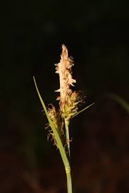Attēlu rezultāti vaicājumam “Carex hirta male flower”