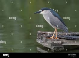 Attēlu rezultāti vaicājumam “Nycticorax nycticorax adult”