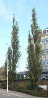 Attēlu rezultāti vaicājumam “Betula pendula”