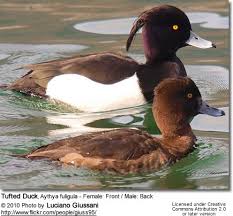 Attēlu rezultāti vaicājumam “Aythya fuligula female”