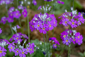 Attēlu rezultāti vaicājumam “Primula farinosa flower”