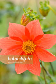 Image result for Dahlia x pinnata `Redskin`
