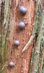 Attēlu rezultāti vaicājumam “Lycogala roseosporum spores”