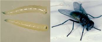 Attēlu rezultāti vaicājumam “Musca domestica”