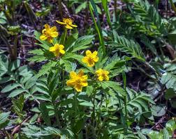 Attēlu rezultāti vaicājumam “Anemone ranunculoides flower”