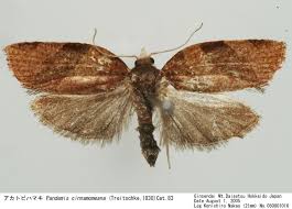 Attēlu rezultāti vaicājumam “Pandemis cinnamomeana”