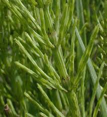 Attēlu rezultāti vaicājumam “Equisetum arvense”