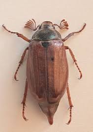 Attēlu rezultāti vaicājumam “Melolontha hippocastani”