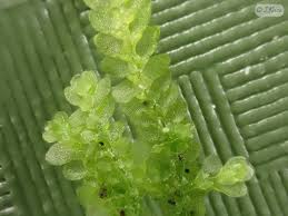 Attēlu rezultāti vaicājumam “Lejeunea cavifolia”