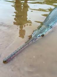 Image result for Lepisosteus osseus