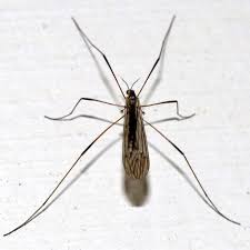 Attēlu rezultāti vaicājumam “Limoniidae”