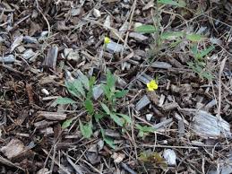 Attēlu rezultāti vaicājumam “Diplotaxis muralis flower”