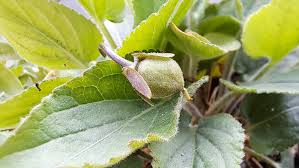 Attēlu rezultāti vaicājumam “Viola hirta leaf”