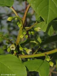 Attēlu rezultāti vaicājumam “Frangula alnus flower”