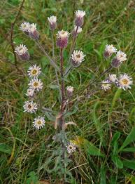 Attēlu rezultāti vaicājumam “Erigeron acris flower”