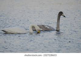 Attēlu rezultāti vaicājumam “Cygnus cygnus juvenile”