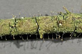 Attēlu rezultāti vaicājumam “Chaenotheca gracilenta”