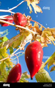 Attēlu rezultāti vaicājumam “Podophyllum hexandrum fruit”