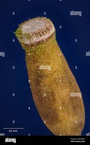 Attēlu rezultāti vaicājumam “Pogonatum urnigerum”