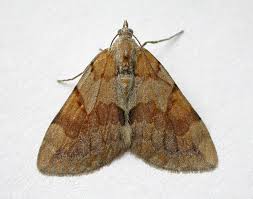 Attēlu rezultāti vaicājumam “Pennithera firmata”