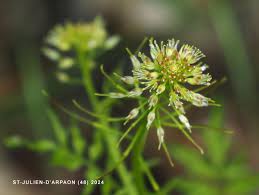 Attēlu rezultāti vaicājumam “Cardamine impatiens flower”