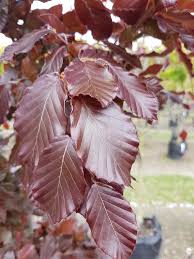 Attēlu rezultāti vaicājumam “Fagus sylvatica fo. purpurea leaf”
