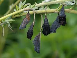 Attēlu rezultāti vaicājumam “Nymphalis xanthomelas pupa”