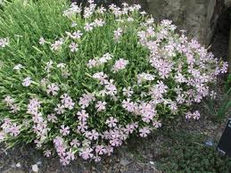 Image result for Silene schafta
