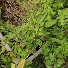 Attēlu rezultāti vaicājumam “Chenopodium polyspermum var. acutifolium”