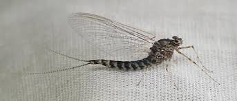 Attēlu rezultāti vaicājumam “Siphlonurus male”