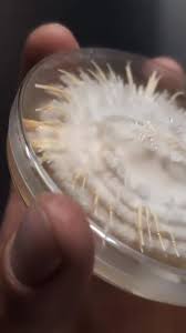 Attēlu rezultāti vaicājumam “Cordyceps farinosa”