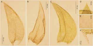 Attēlu rezultāti vaicājumam “Plagiothecium sp.”