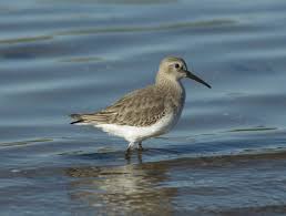 Attēlu rezultāti vaicājumam “Calidris alpina adult”