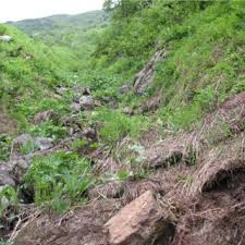 Attēlu rezultāti vaicājumam “Thecabius affinis imago”